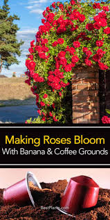 Are Coffee Grounds Good For Roses And Bananas Too