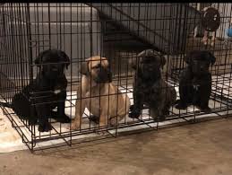 Your presa canario puppy will grow up to be very powerful with a large, robust head and chest. Presa Canario Puppies For Sale Atlanta Ga 314303