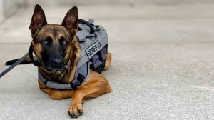 This Dog Was Abandoned By Her Owner Now She S Thriving As A Police Dog Cnn