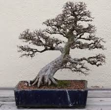 Bonsai is in winter dormancy, there is no need to feed it. Chinese Elm Bonsai Care Guide Bigboyplants