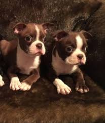 Discount99.us has been visited by 1m+ users in the past month Akc Boston Terrier Puppies For Sale In Buena Park California Classified Hoodbiz Org