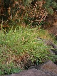 Image result for Agrostis