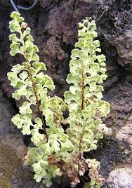 Image result for Anogramma leptophylla