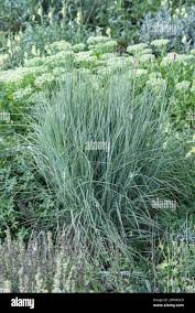 Image result for Schizachyrium brevifolium