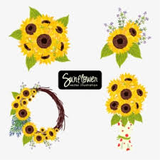Kenapa diberi nama bunga matahari? Sunflower Clipart Png Download Transparent Sunflower Clipart Png Images For Free Nicepng