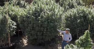 This opulently illustrated book is overflowing with marijuana expert knowledge. Who Is Jorge Cervantes Gb The Green Brand