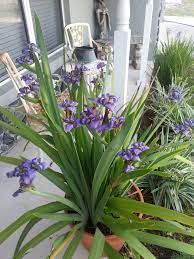 Get a wildflower identification book or use a plant identification app. Giant Walking Iris In A Clay Pot On My Front Porch Iris In Pots Iris Plant Porch Photos