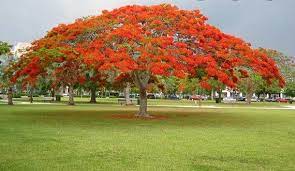 10 Red Royal Poinciana Delonix Regia Flamboyant Tree Flame Tree Seeds In 2021 Florida Trees Royal Poinciana Delonix Regia