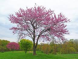 Image result for Ptycholobium