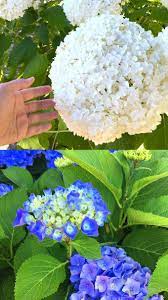 Propagate Hydrangea Cuttings 99 Success Rate Propagating Hydrangeas Planting Hydrangeas Beautiful Hydrangeas