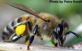 Within a honeybee colony, it's actually the worker bees who decide. With Just One Queen How Do Honey Bees Avoid Inbreeding