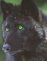 Pin By Tyffani Clark Kemp On Beasty Books Inspiration Black Wolf Wolf Eyes Wolf Love