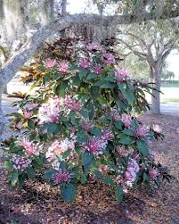 Image result for Clerodendrum