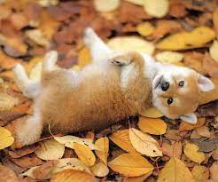 We did not find results for: Shiba Puppies Is The Shiba Inu Right For You Furry Babies