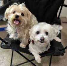 PHOTOS: Houston has the best pets