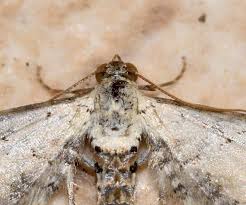 Image result for Eupithecia centaureata