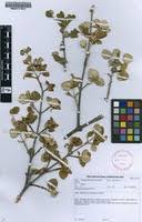 Image result for Androstachys