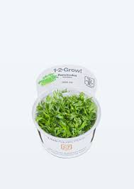 These tender bloomers need extra protection from cold temperatures, but if carefully tended, they will produce an abundance of lush, textural blooms throughout the second half of spring. Buy 1 2 Grow Ranunculus Inundatus Online Free Uae Delivery Over 100 Aed