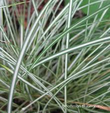 Image result for Carex lycurus