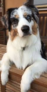 Pin De The Ga En Naturel Con Imagenes Perros Perros Pastores Perros Mascotas