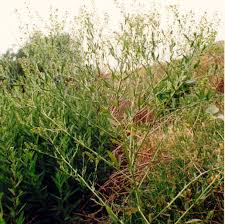 Image result for Lepidium