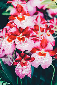 Store locatoropens a new window. Orchid Flower Asda Best Flower Wallpaper Cute766