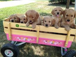 Vape shops near me and vape shop near me dank vapes,exotic carts,710 king pen,vape shops near me,brass knuckles vape vape store & dank cartridges minidoghome.com. Litter Of 9 Golden Retriever Puppies For Sale In Kimball Mn Adn 39602 On Puppyfinder Com Gender Mal Golden Retriever Litter Retriever Puppy Golden Retriever