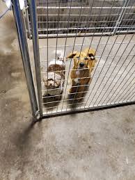 The animal rescue league of iowa (arl) is iowa's largest nonprofit animal shelter, caring for many thousands of pets each year. Safe Haven Animal Shelter Of Nw Iowa Home Facebook