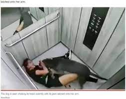 突然豹変した犬に襲われた女性 助けを求め血だらけでエレベーターに乗る姿に衝撃（コロンビア） (2022年3月27日) - エキサイトニュース