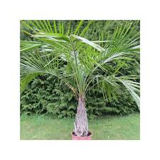 Image result for Syagrus