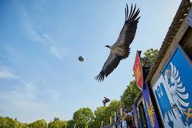 Epingle Par Samantha Bellanger Sur Puy Du Fou En 2020 Puy Du Fou Puy Oiseaux