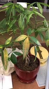 However, because of insufficient care. Pin On Gardening