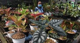 Banyak orang yang memilih menghabiskan waktunya di rumah untuk merawat tanaman hias. Ketahui 5 Fakta Tanaman Hias Keladi Salah Satunya Mengandung Racun Suara Jabar