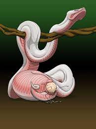Snake Pregnancy & Birth 02 by e-ward - Hentai Foundry