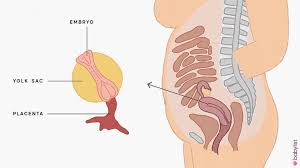 Week beim führenden marktplatz für gebrauchtmaschinen kaufen. 4 Weeks Pregnant Symptoms Baby Development Tips Babylist