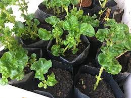 Hasil diatas adalah hasil pencarian dari anda khasiat bayam brazil mp3 dan menurut kami yang paling cocok adalah khasiat bayam. 17 Khasiat Bayam Brazil Senang Ditanam Dan Sedap Dimakan