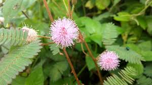 Nobody wanted to help the little boy. Antologi Puisi Lagu Bening Dari Rawa Pening Apero Fublic