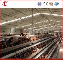 Mejor jaula de gallinas un tipo de jaula para ponedoras China 12 Proveedor  de gallineros para ponedoras OEM personalizado configuración de gallinero  de madera puerta automática para gallinero solar