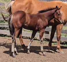 Image result for tbn:tVj6rqcH-AQR9M::www.pregonagropecuario.com.ar/images/caballo_overo.jpg