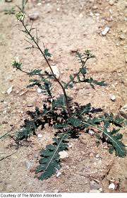 Image result for Erucastrum