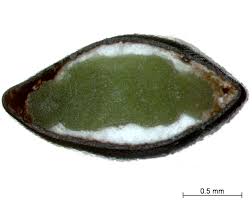 Image result for Suaeda plumosa