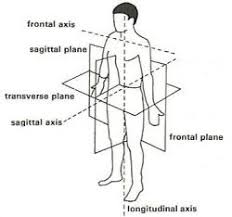 Planes And Directions Of The Body Kinesiology Human Anatomy And Physiology Body Anatomy
