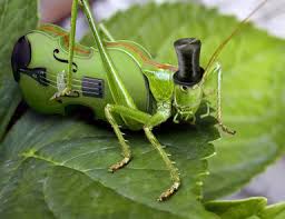 Jiminy Cricket What S That Noise In My Garden Alameda Ca Patch