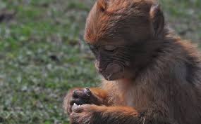 primat hayvanlarin ozellikleri muhendis beyinler primat hayvan 18 yuzyil