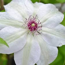 Lavenders are flowering purple shrubs in the spireas are native to northern hemisphere regions. Clematis Miss Bateman Hardy Compact Climber Plant Flowering Shrub 9cm Pot