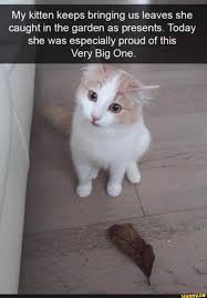 My Kitten Keeps Bringing Us Leaves She Caught In The Garden As Presents Today She Was Especially Proud Of This Very Big One Ifunny Funny Cat Memes Cute Animals