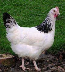 Light sussex chicken for sale. Light Sussex Meadowvale Poultry