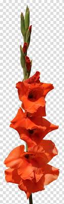 Bouquet Of Flowers Drawing Gladiolus Flower Bouquet Cut Flowers Petal Iris Family Painting Garden Roses Transparent Background Png Clipart Hiclipart Over 396 gladiolus pictures to choose from, with no signup needed. bouquet of flowers drawing gladiolus