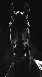 In My Dreams Horse Wallpaper Horses Animals