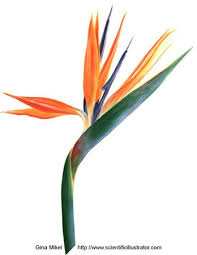 Bird Of Paradise Watercolor Bird Of Paradise Watercolor Painting Bird Of Paradise Tattoo Birds Of Paradise Flower Watercolor Flowers